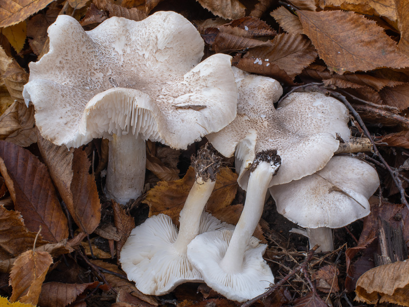 Tricholoma scalpturatum